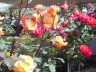 san-diego-roses